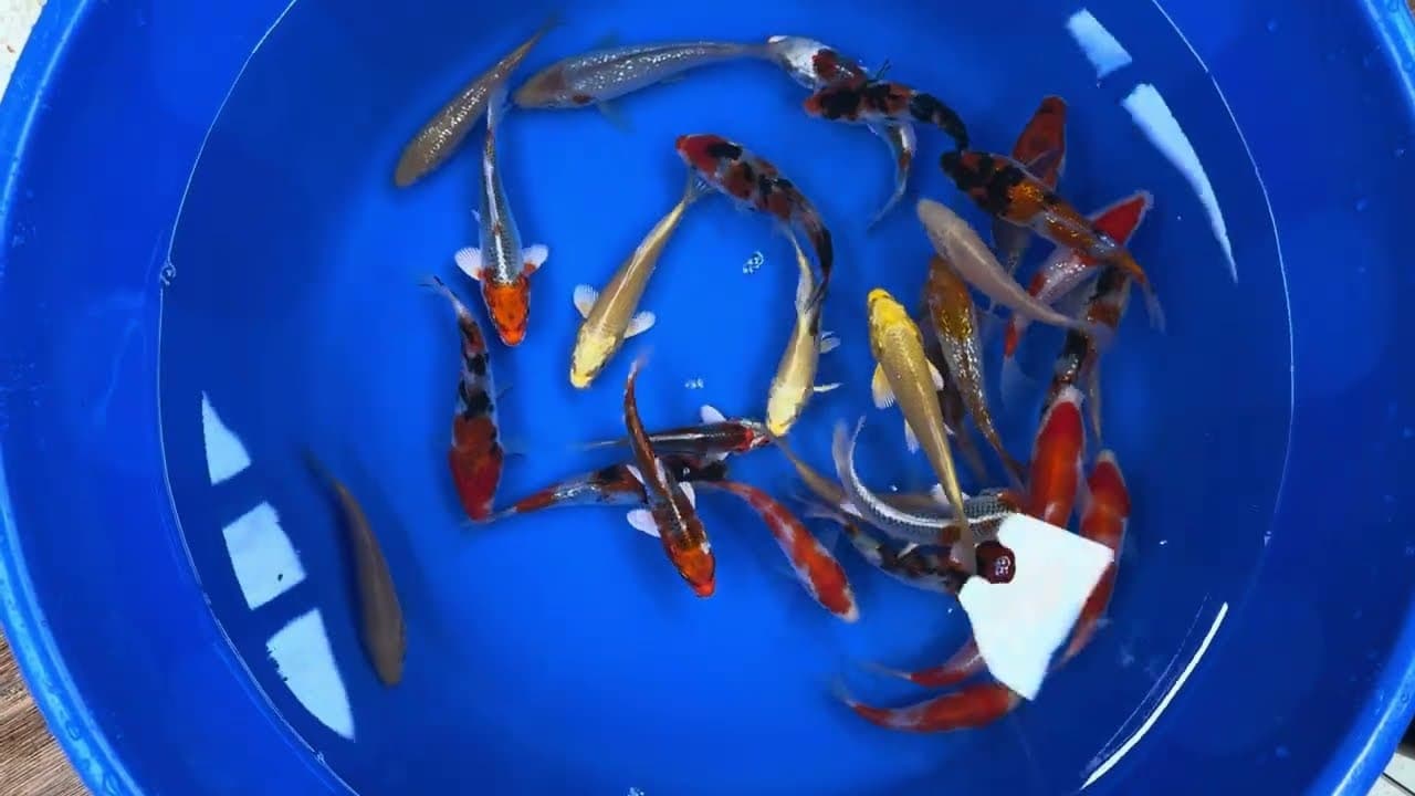 Japanse Koi Mix