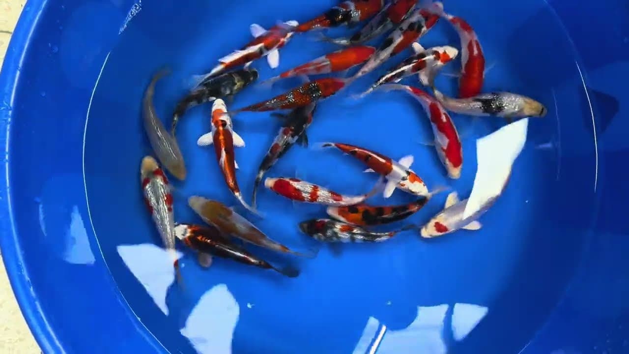 Japanse Koi Mix