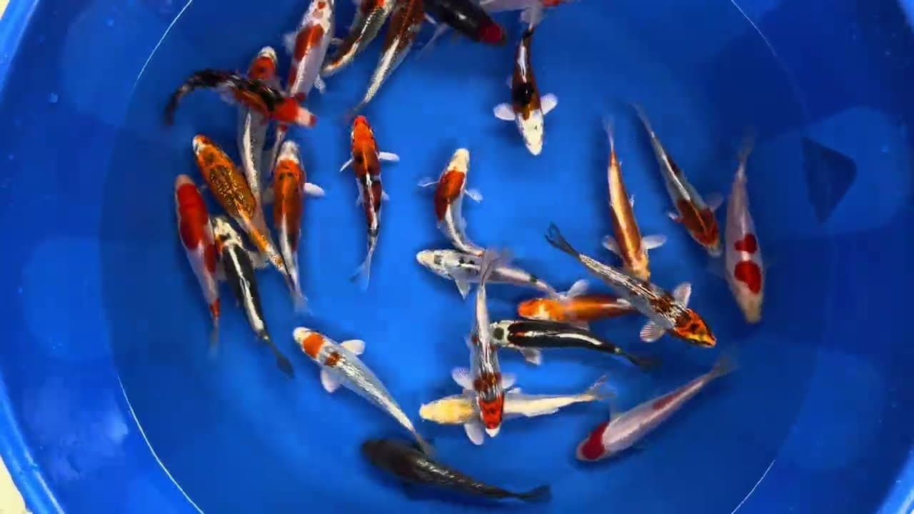Japanse Koi Mix