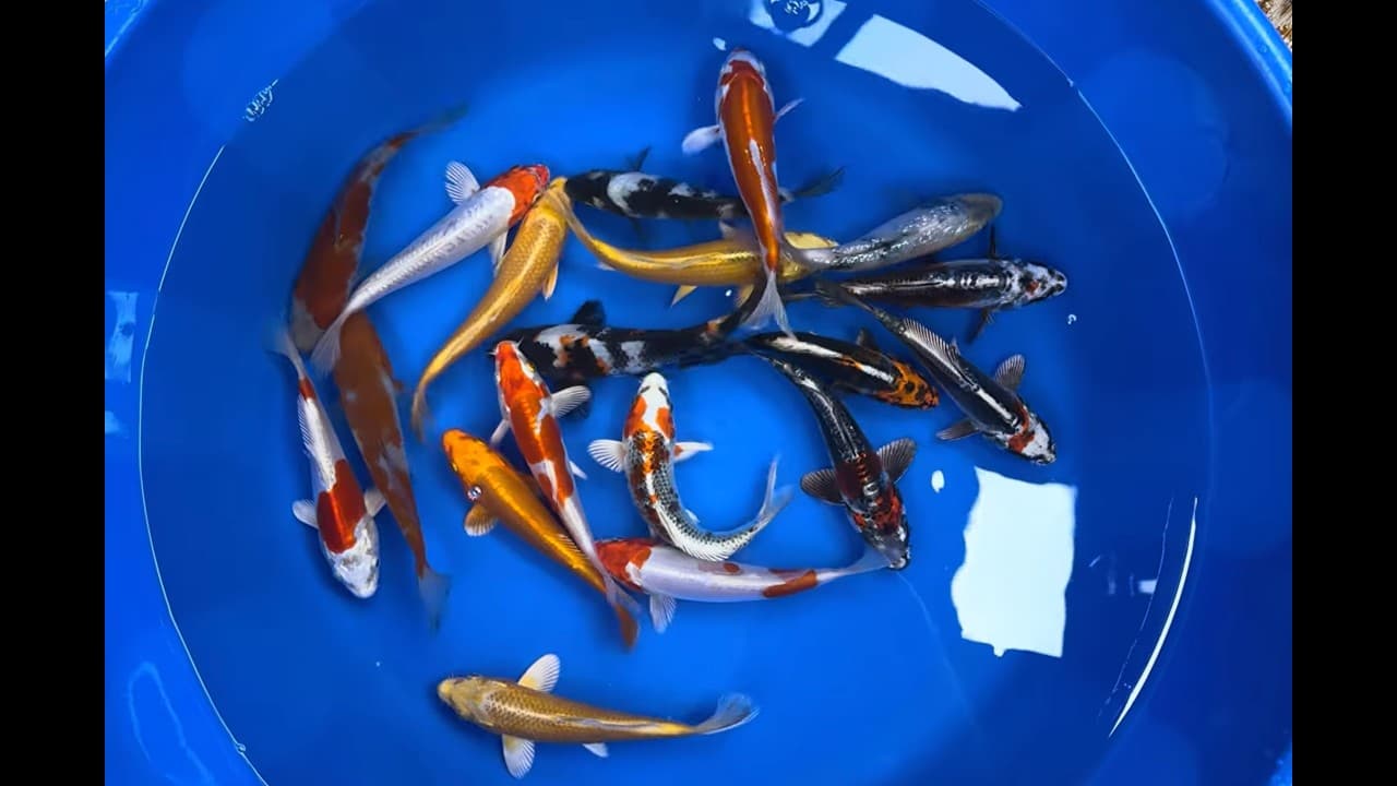Japanse Koi Mix