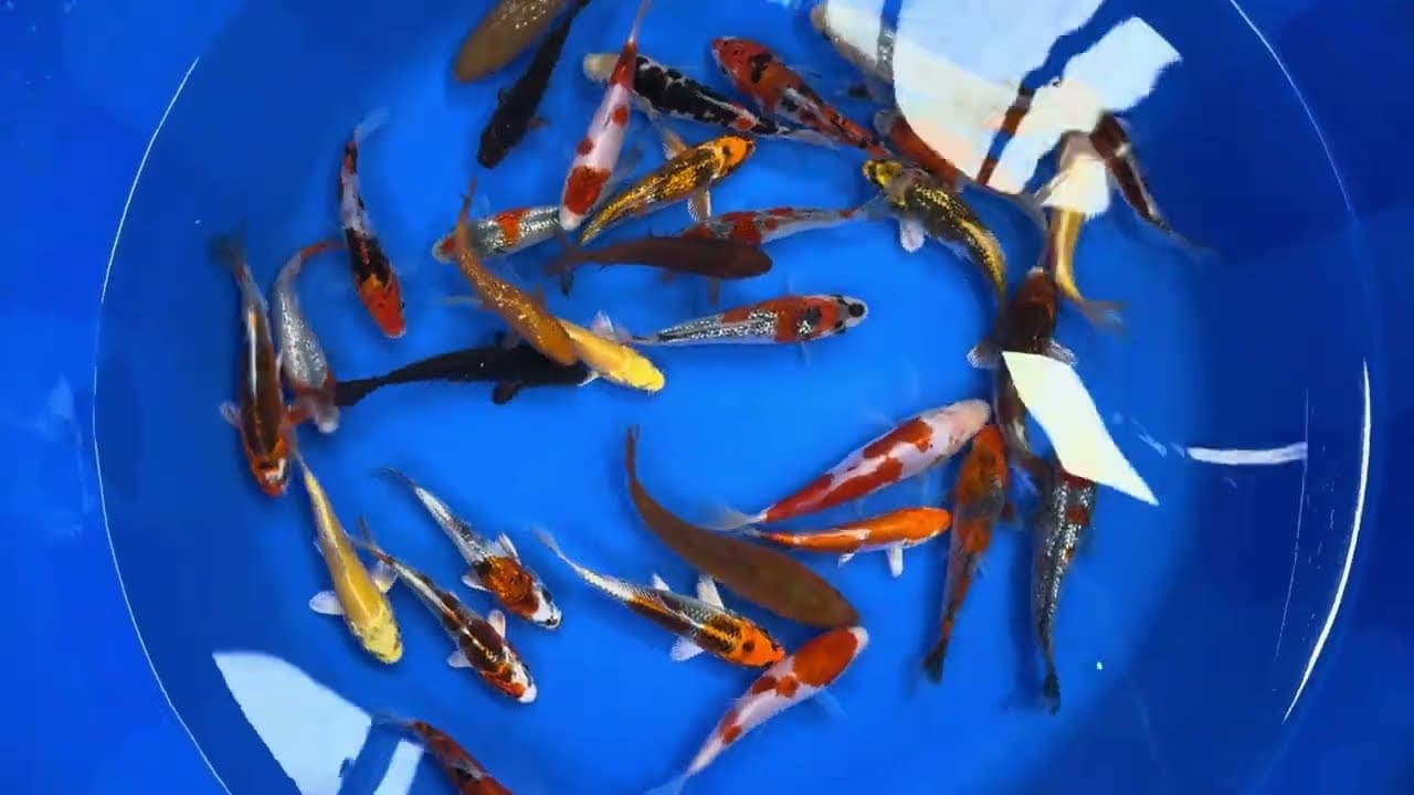 Japanse Koi Mix