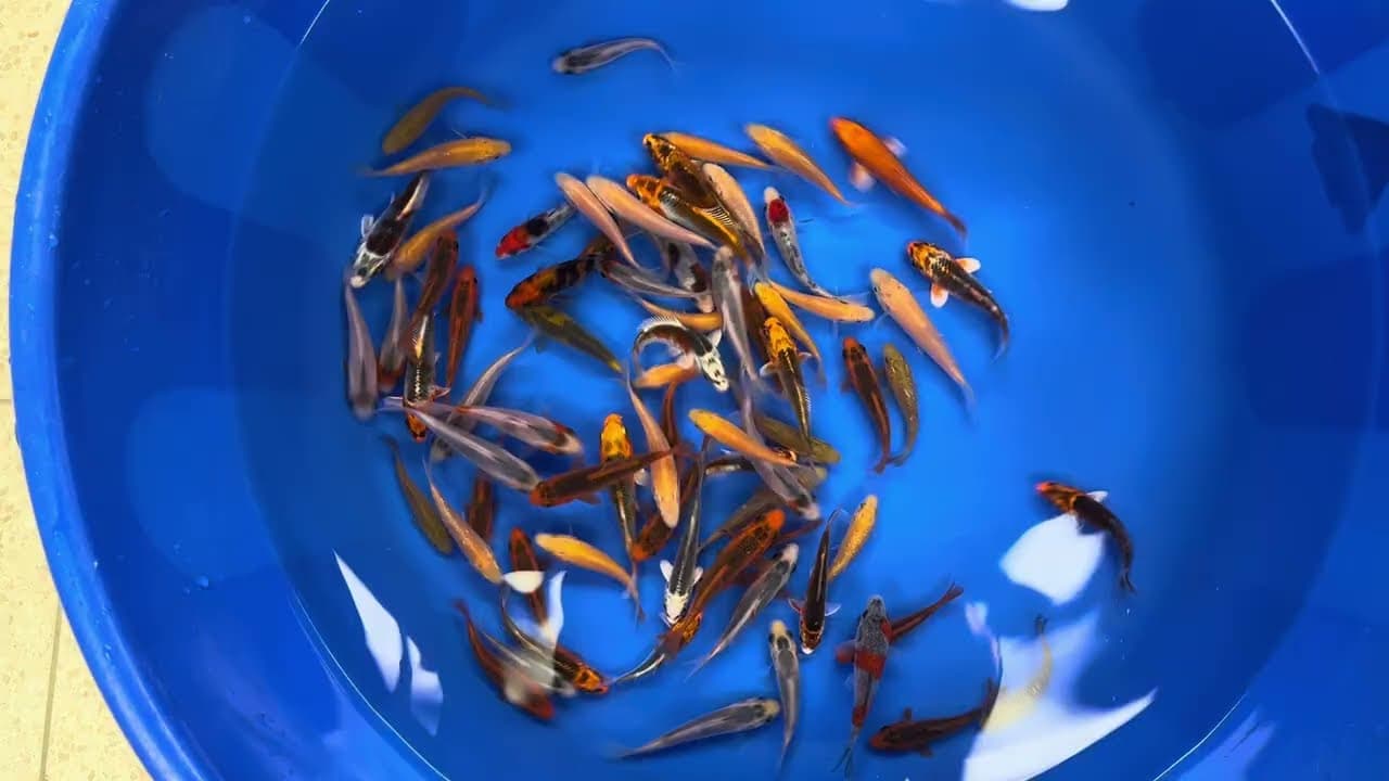 Japanse Koi Mix
