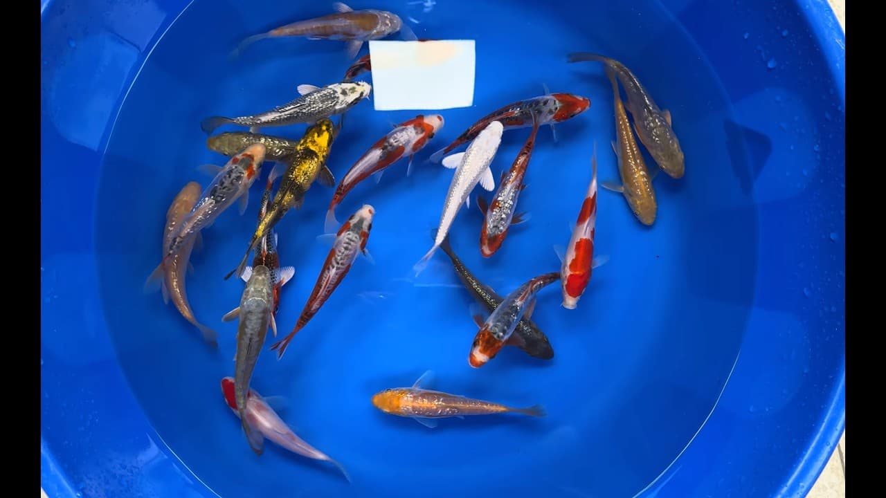 Japanse Koi Mix