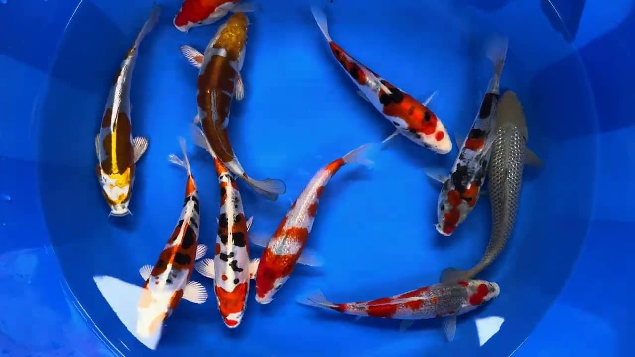 Japanse Koi Mix