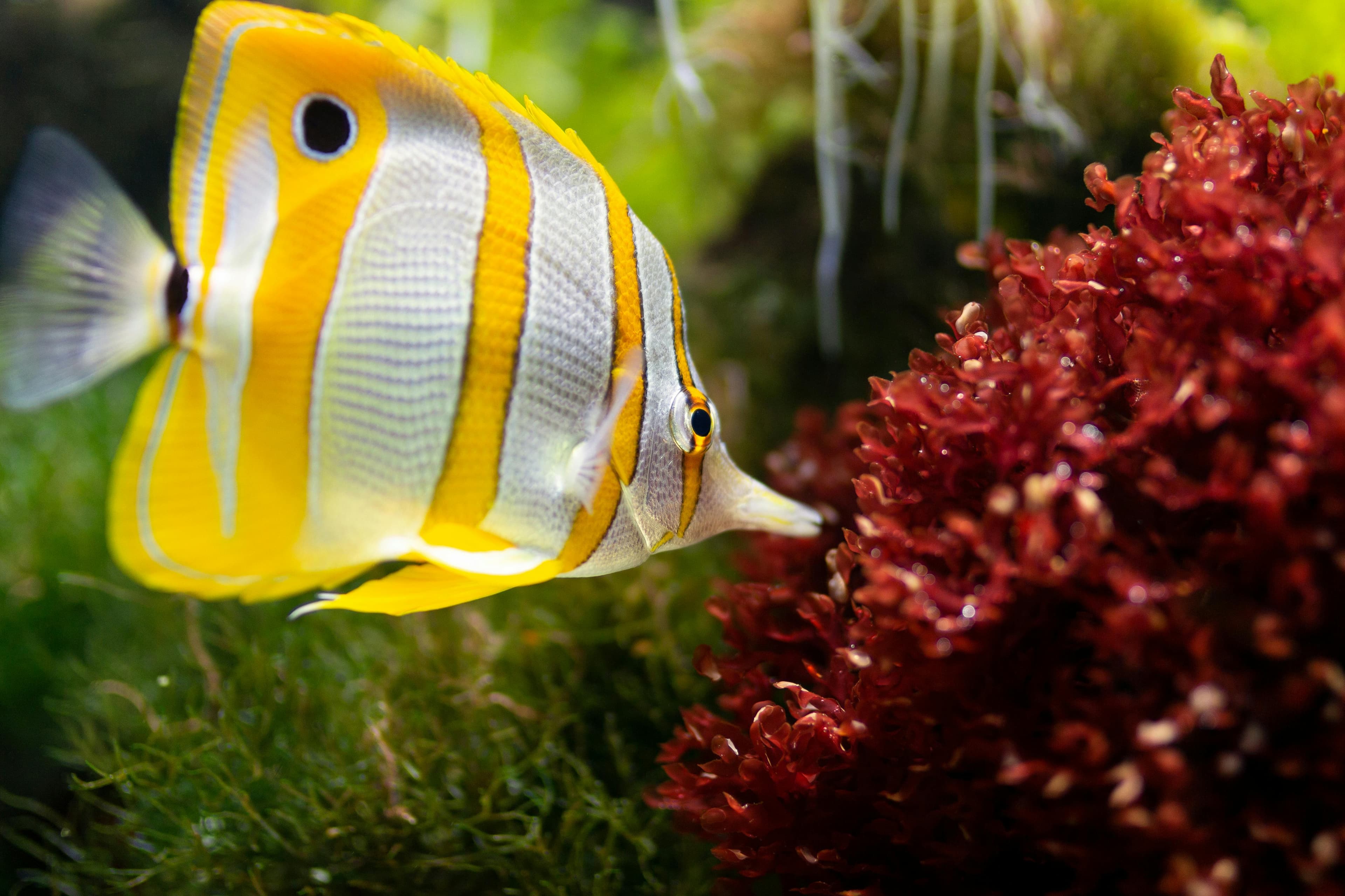 Diesters Aquarium & Vijvercenter - Kwaliteit en Advies