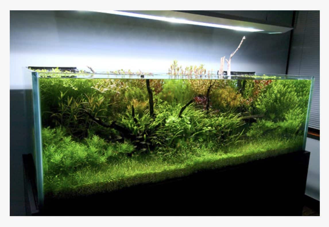 Mooi ingericht aquarium