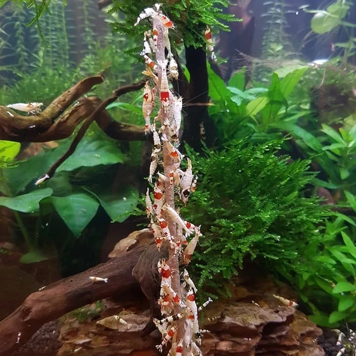 Shrimp Lolly Astaxanthin - afbeelding 3