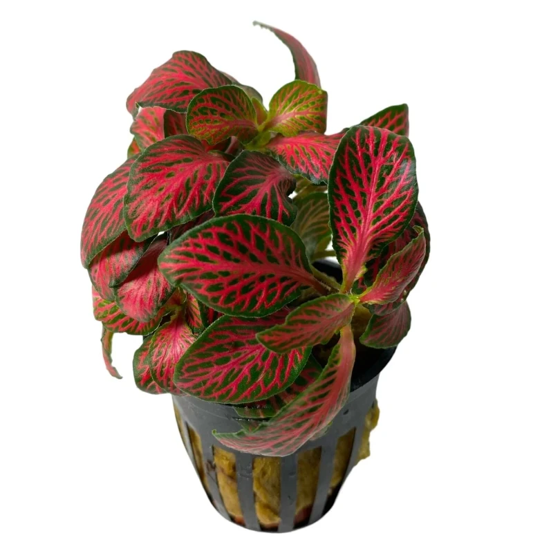 fittonia forest flame