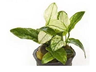 Anubias Barteri Pinto
