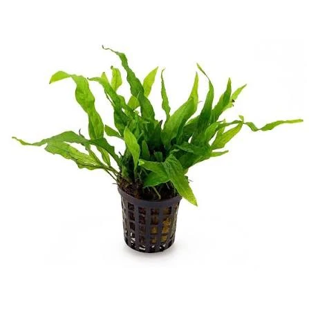 Microsorum Pteropus petite
