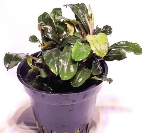 Bucephalandra L. Mini Red