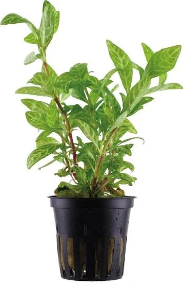 Hygrophila polysperma rosa.
