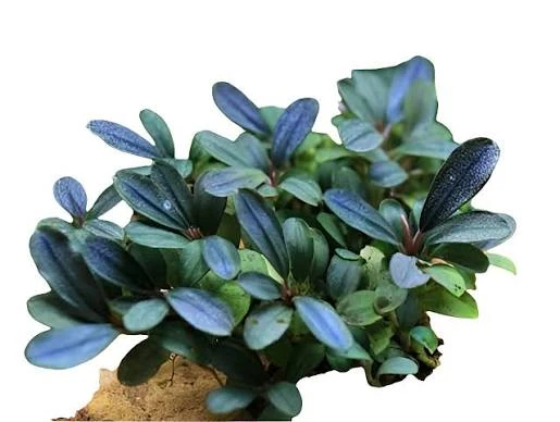 Bucephalandra Bleu Green