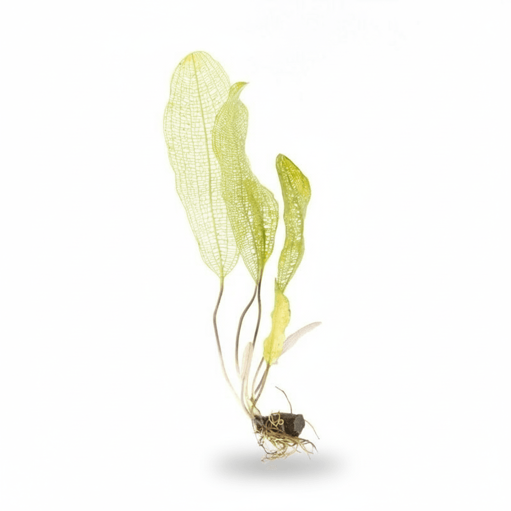Aponogeton madagascariensis
