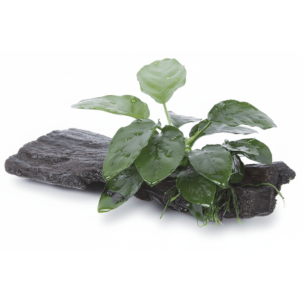 Driftwood M met plant