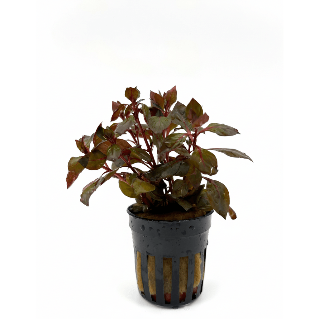 Ludwigia palustris super red