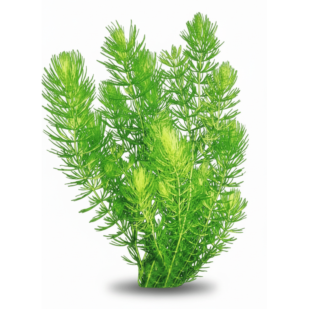 Ceratophyllum Demersum