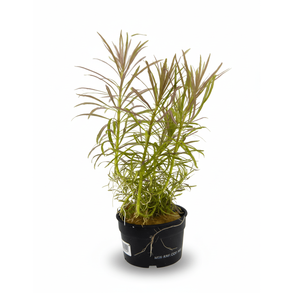 Eustralis Stellata