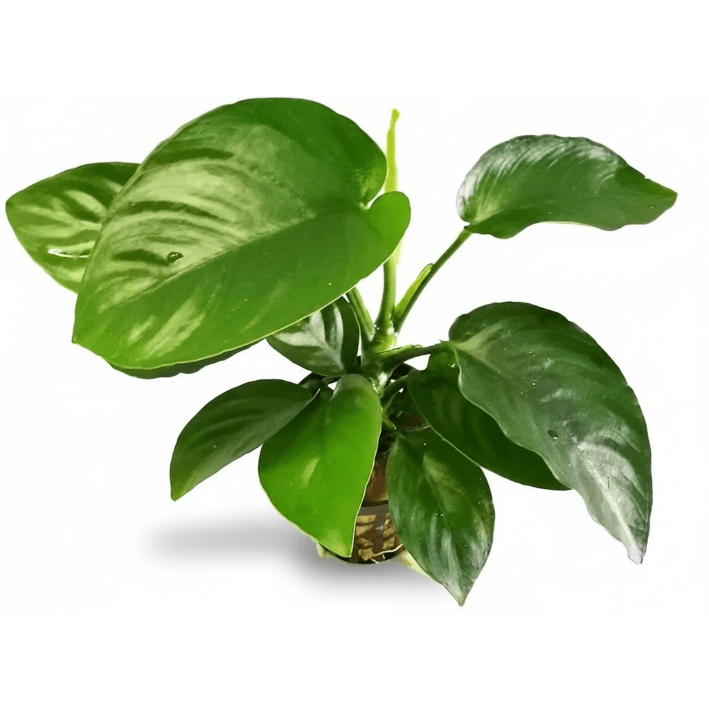 Anubias Barteri