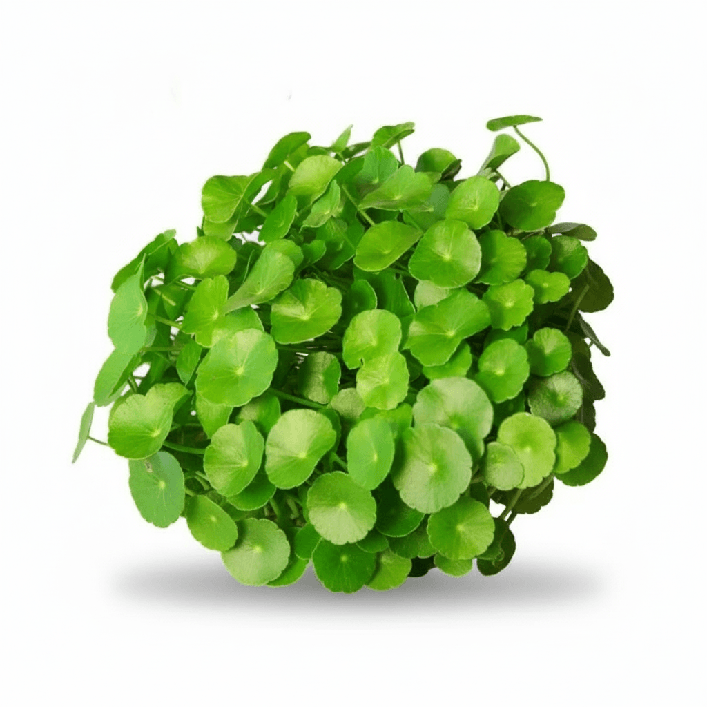 Hydrocotyle Vulgaris