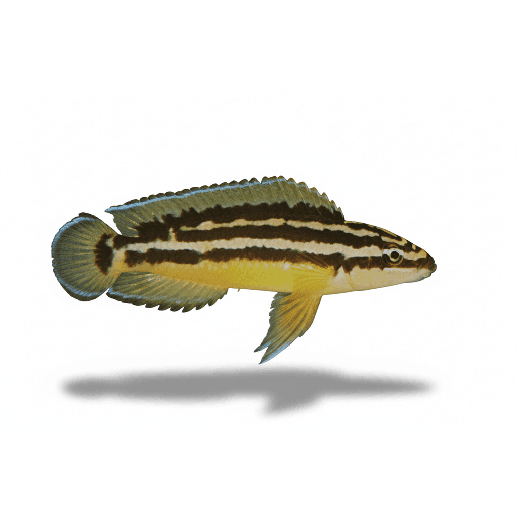 Julidochromis Ornatus