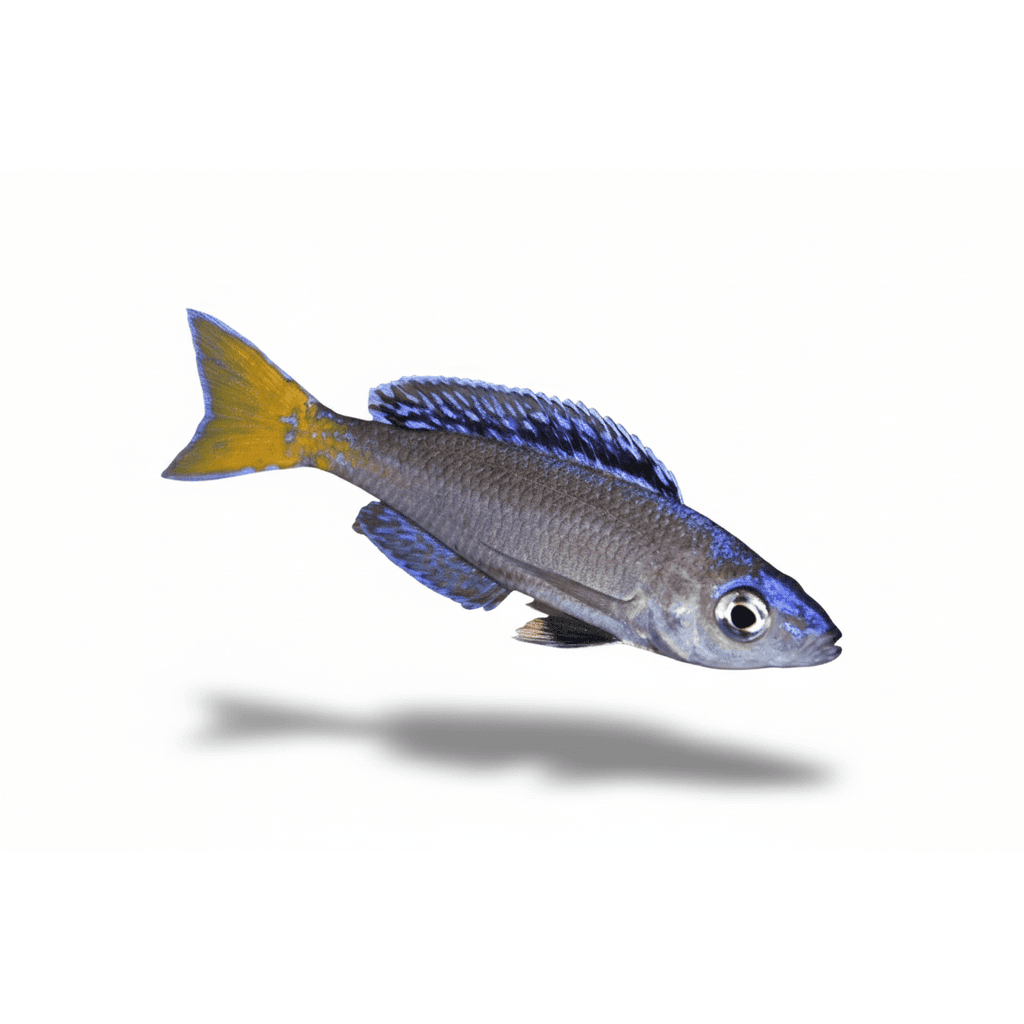Cyprichromis leptosoma blue isanga 6cm