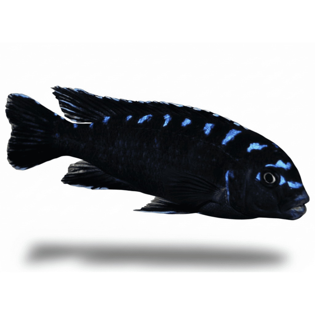 pseudotropheus elongatus neon spot 4-6cm