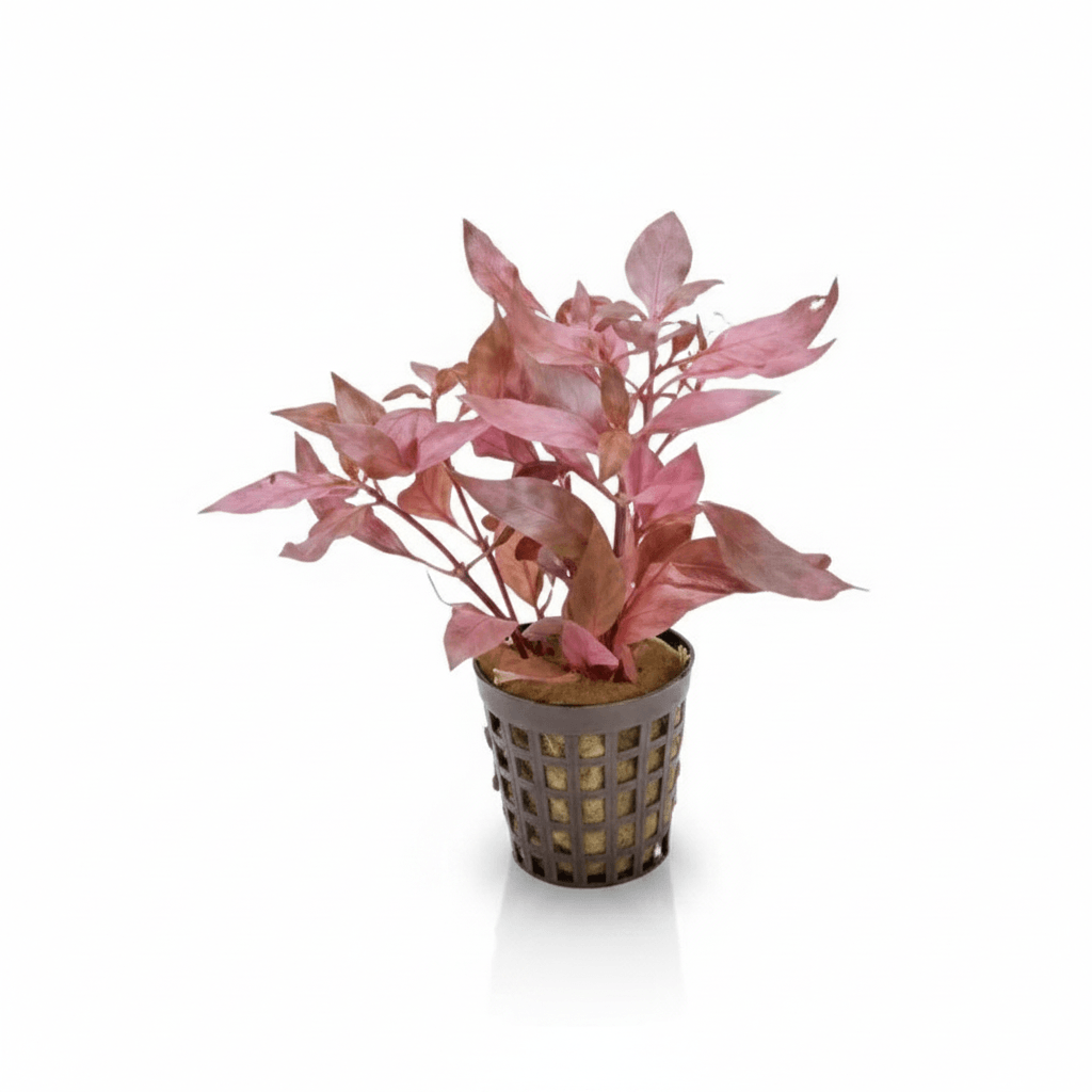 Alternanthera Cardinalis