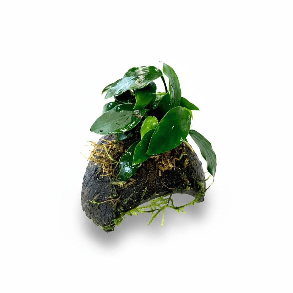 Plant op cocosnoot