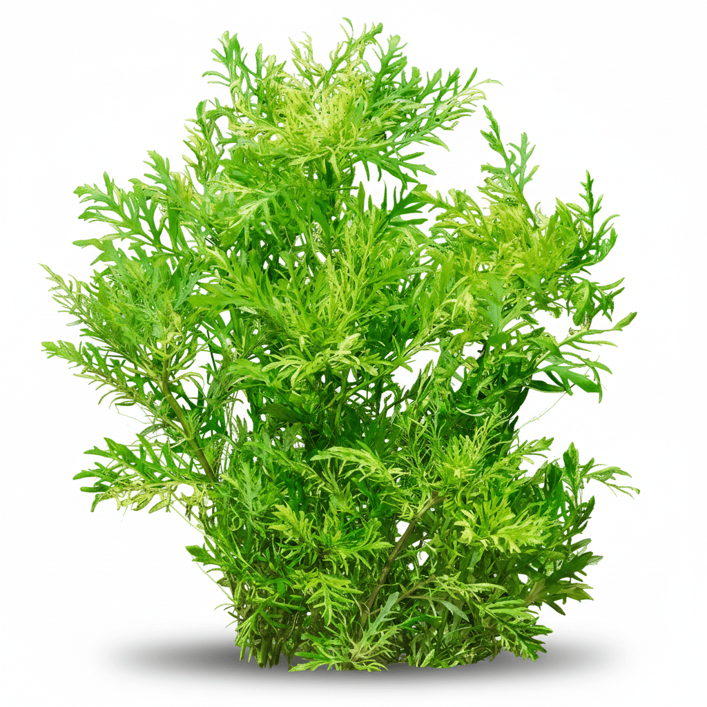 Hygrophila Difformis