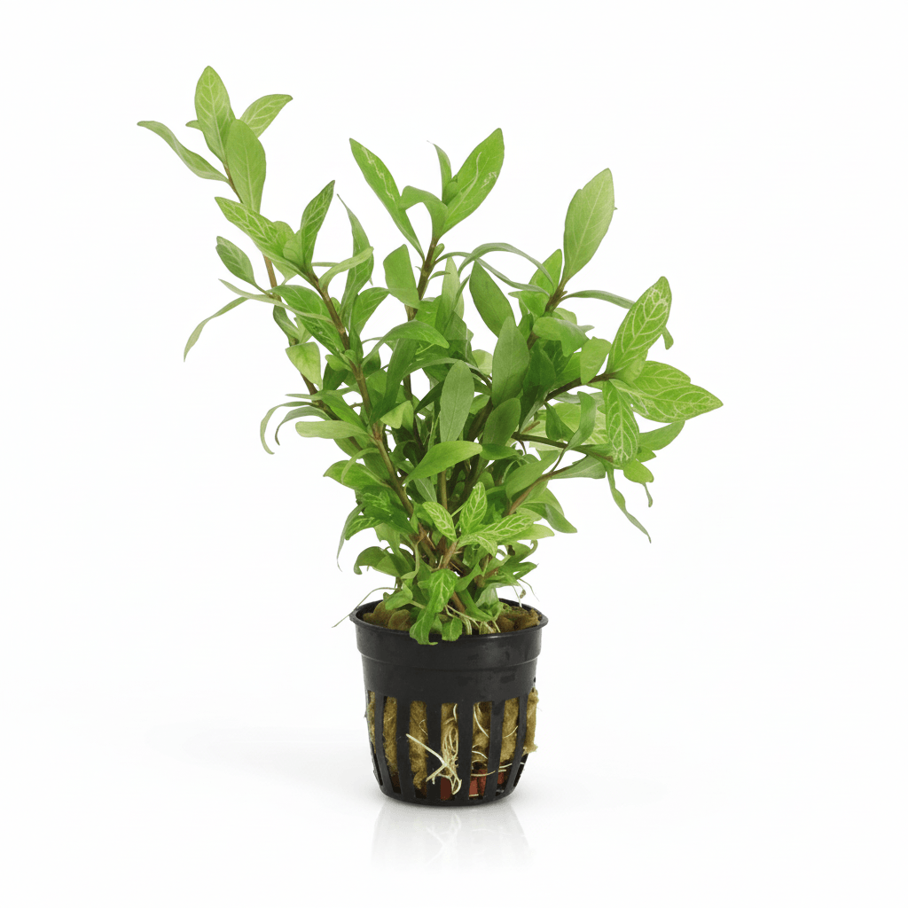 Hygrophila ‘Rosanervig’