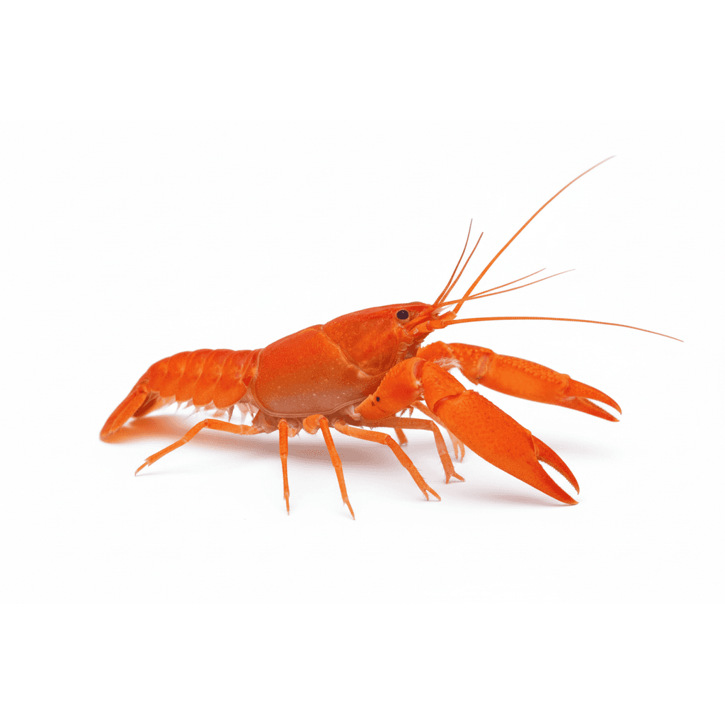 Cherax sp. Orange
