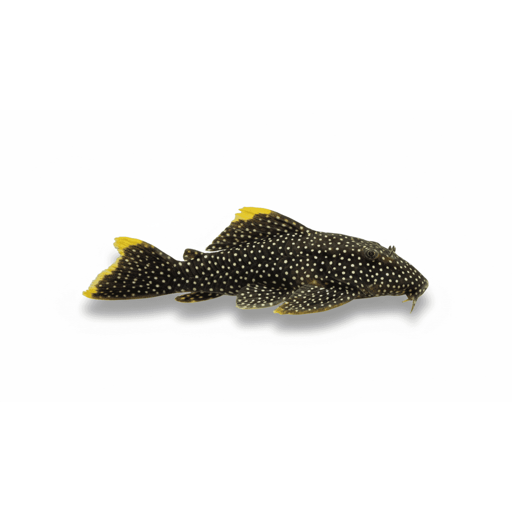 L081 Baryancistrus spec.