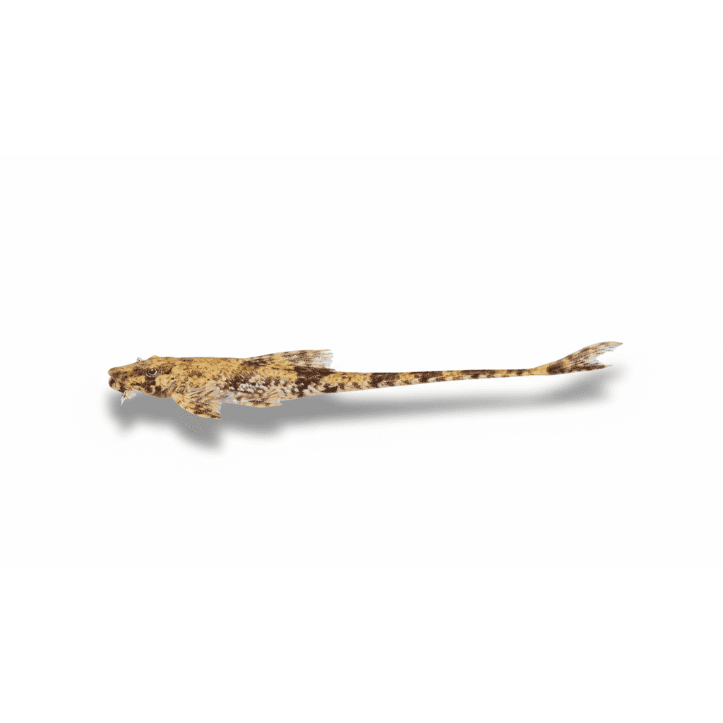 Dasyloricaria Filamentosa
