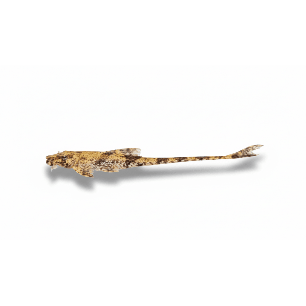 Dasyloricaria Filamentosa
