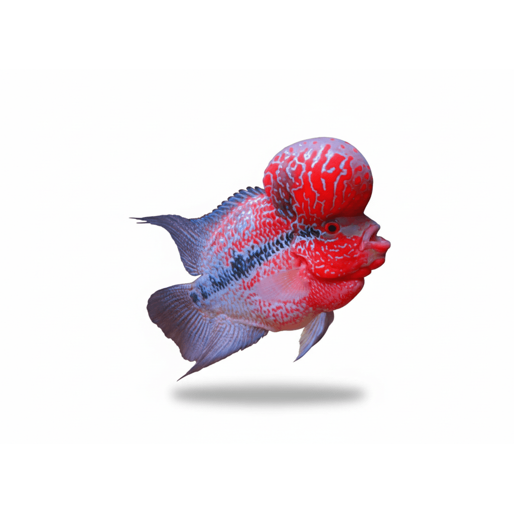 Cichlasoma Flowerhorn Red Pearl
