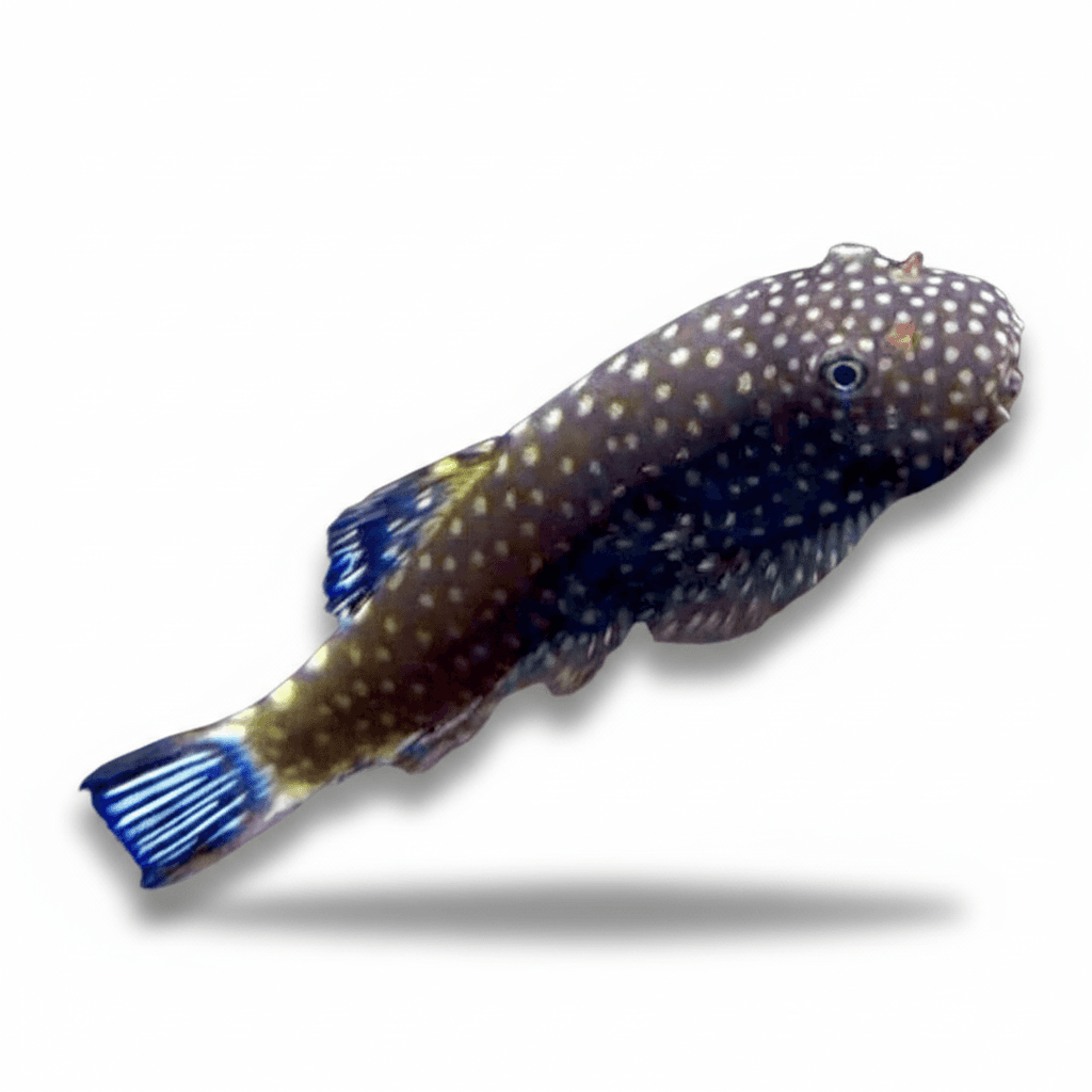 Gastromyzon Ctenocephalus