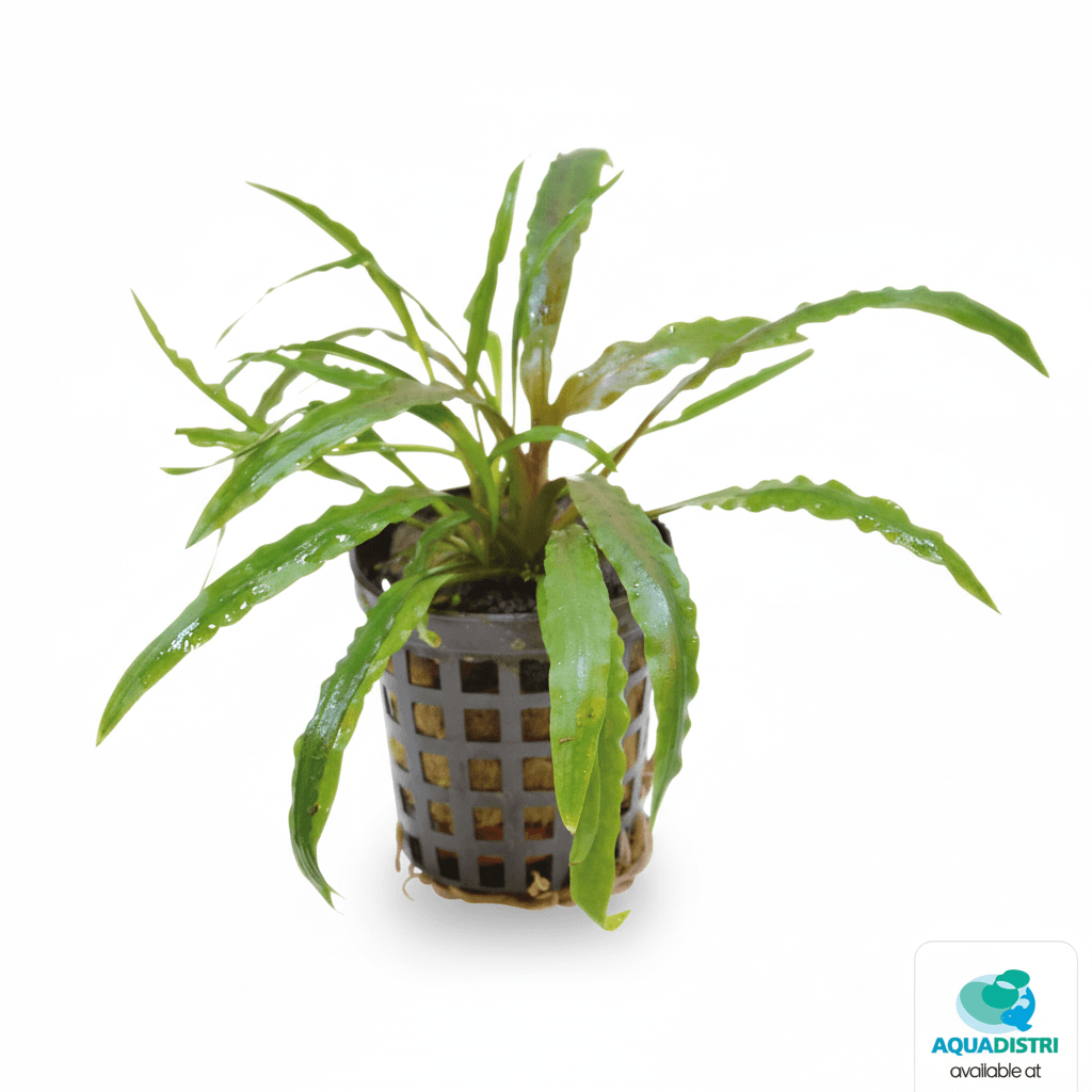 Cryptocoryne Costata