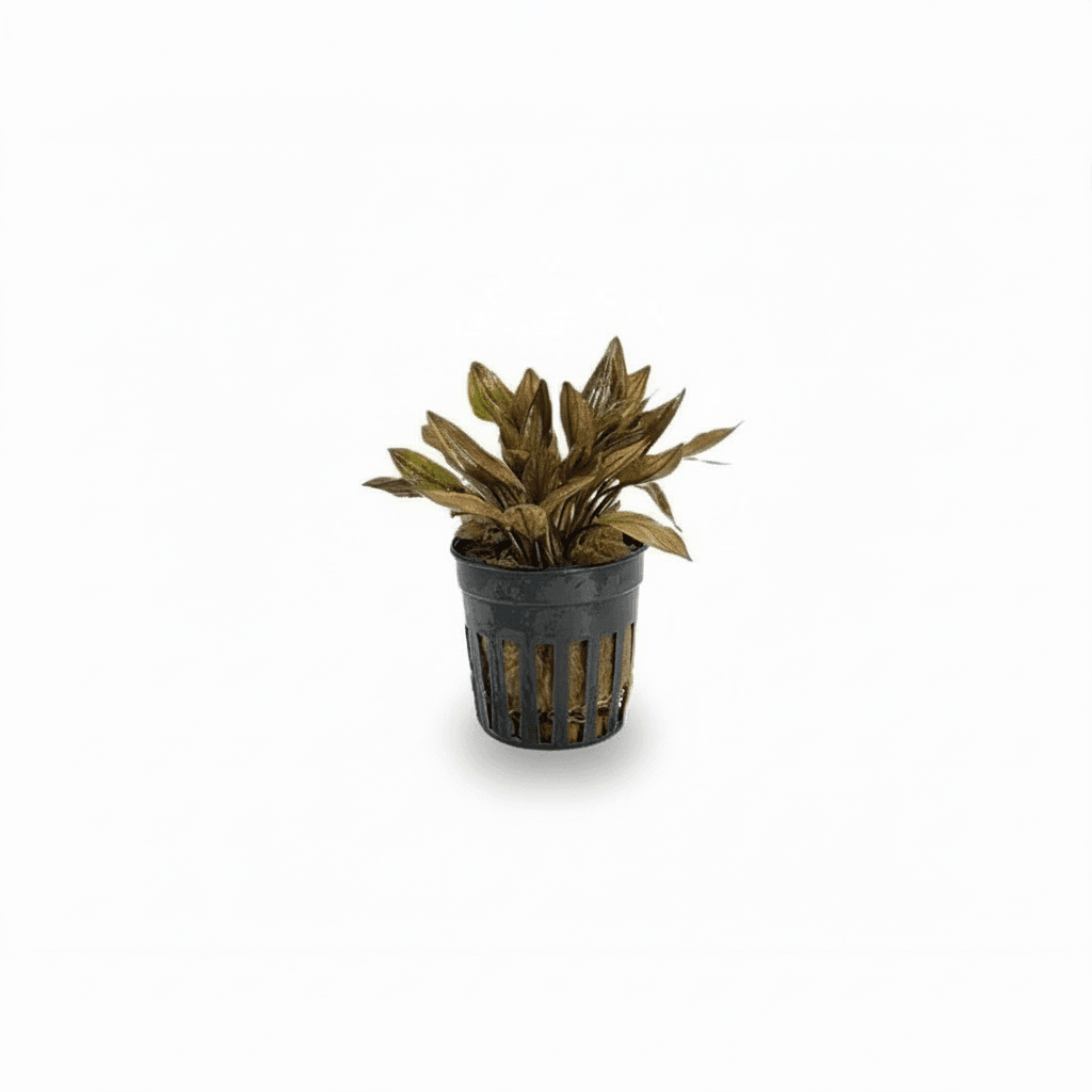 Cryptocoryne Florida Sunset