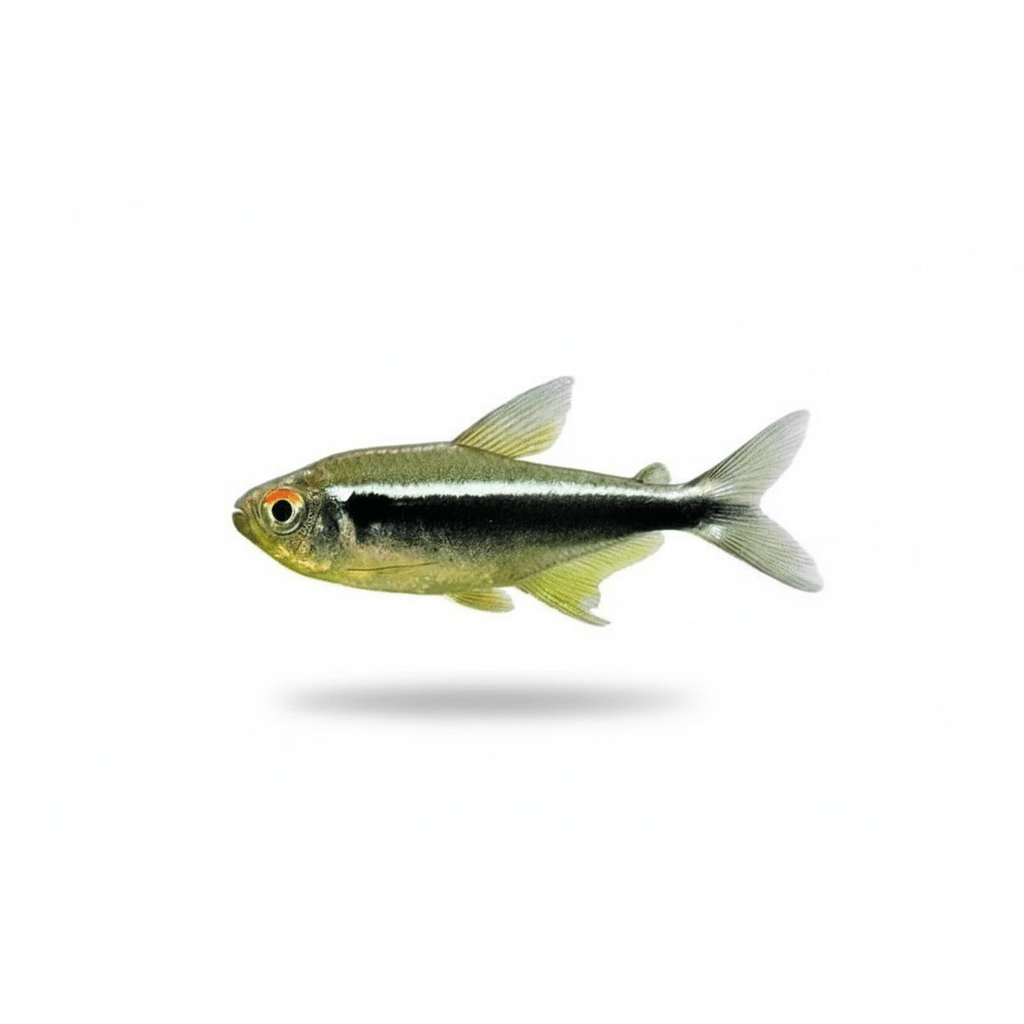 HYPHESSOBRYCON HERBERTAXELRODI