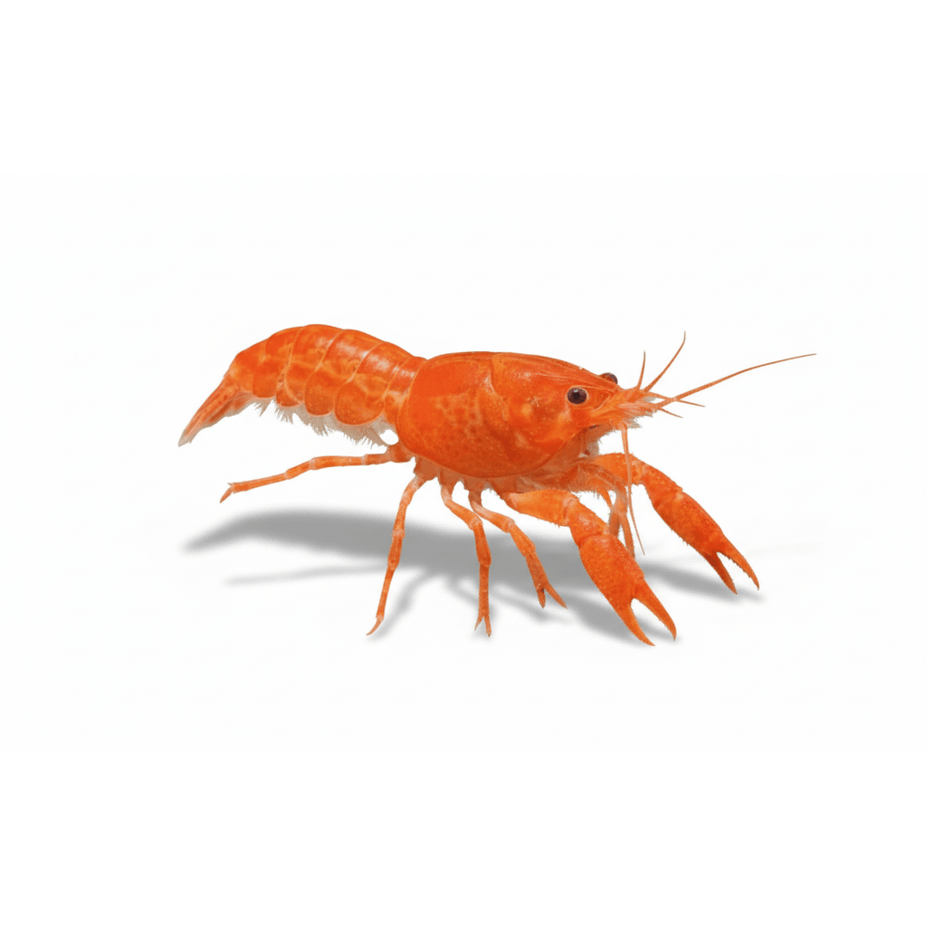 cambarellus patzcuarensis ORANGE