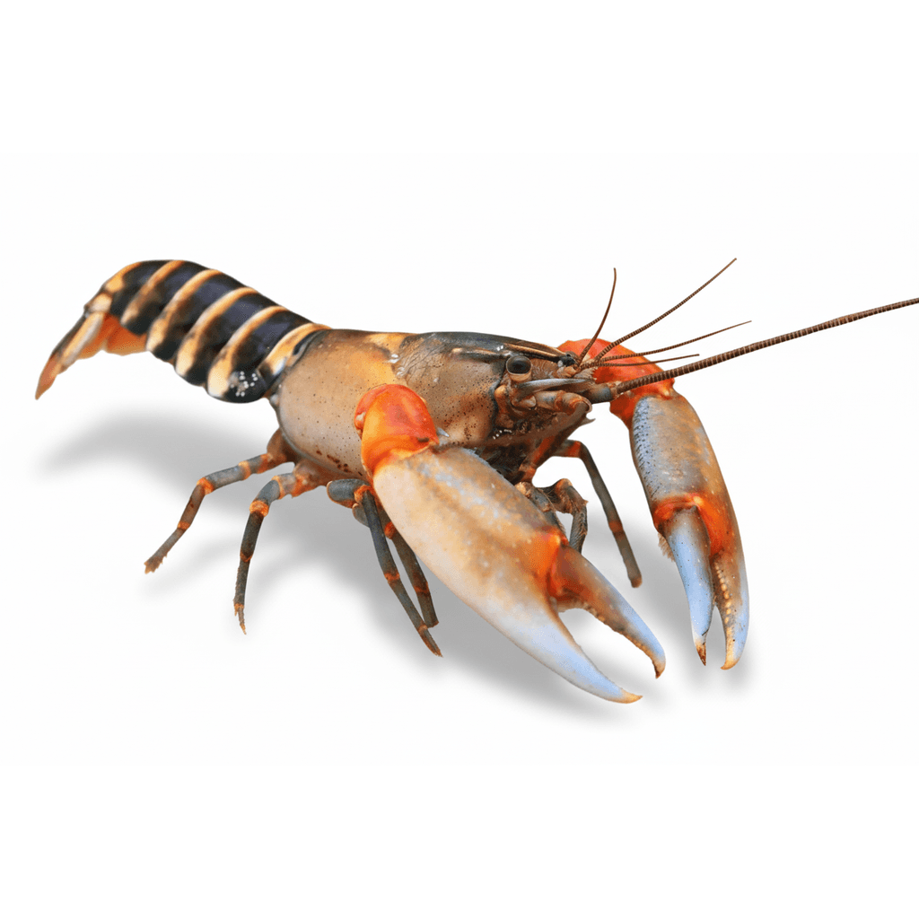 Cherax pecknyi