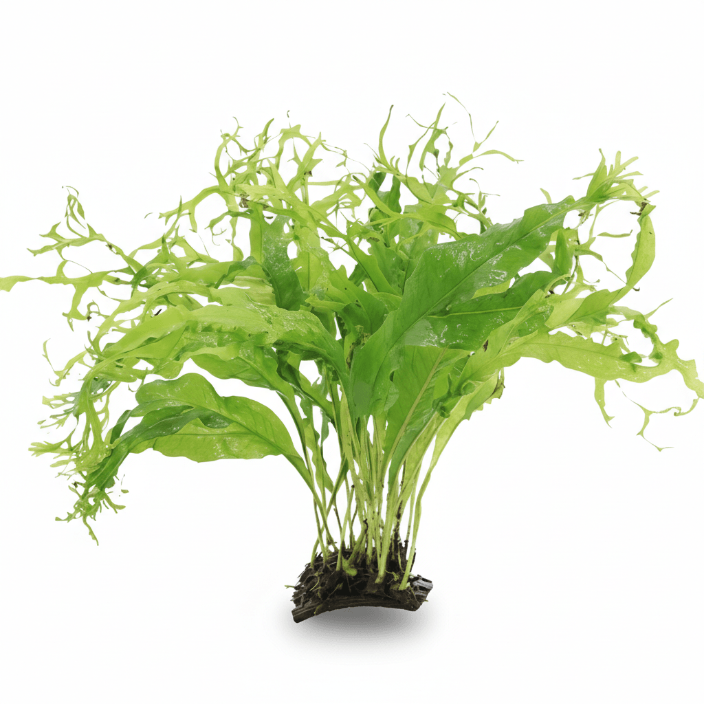 Microsorum Pteropus Windelov