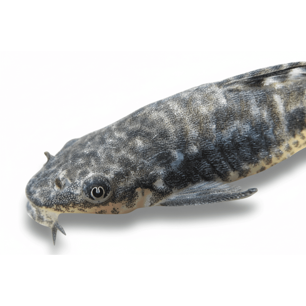 Otocinclus Arnoldi
