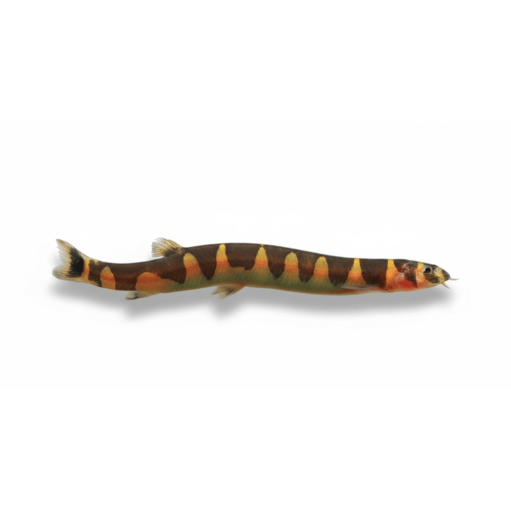 Pangio Kuhlii Sumatranus