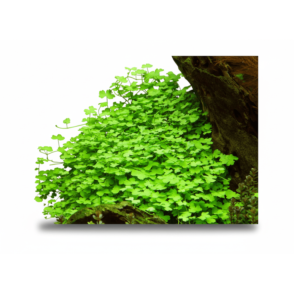Hydrocotyle Tripartita