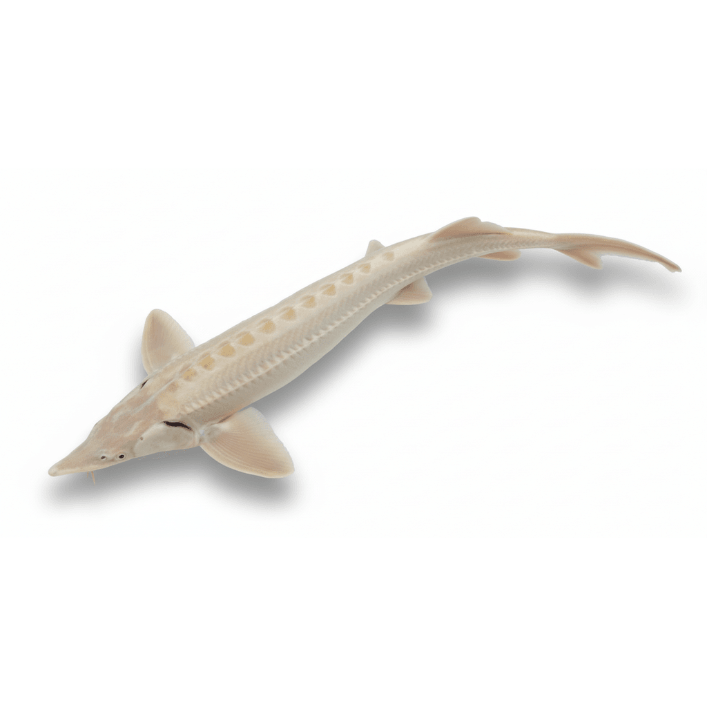 Steur Sterlet Albino