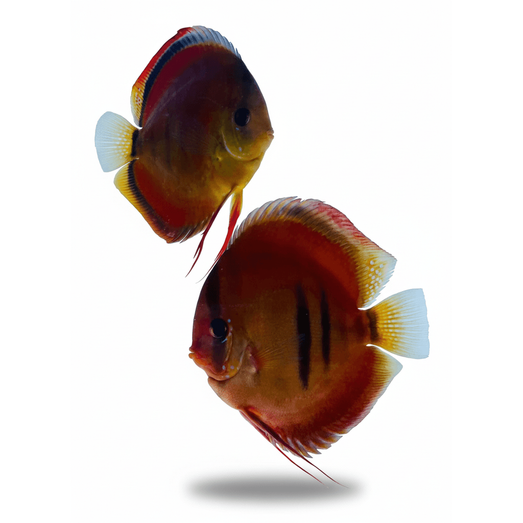 Symphysodon Aequifasciatus
