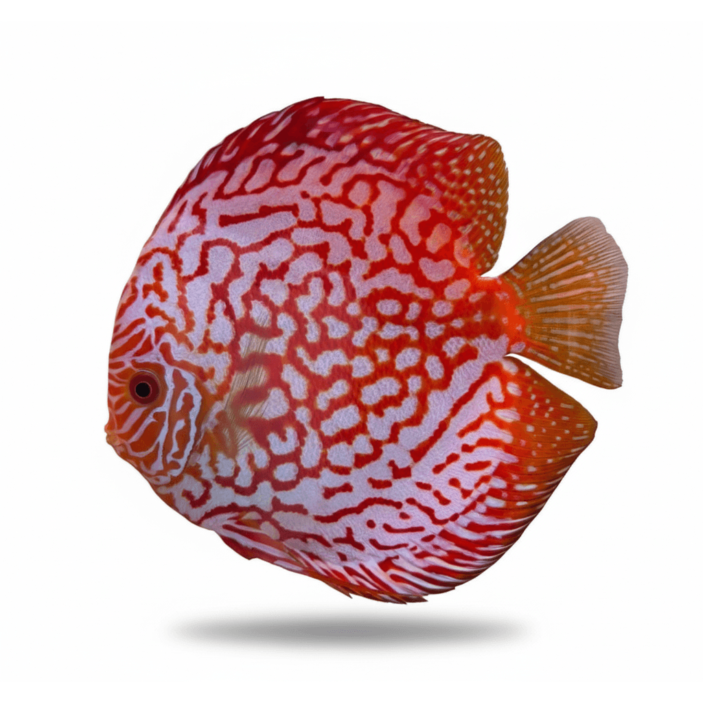 Symphysodon Aequifasciatus