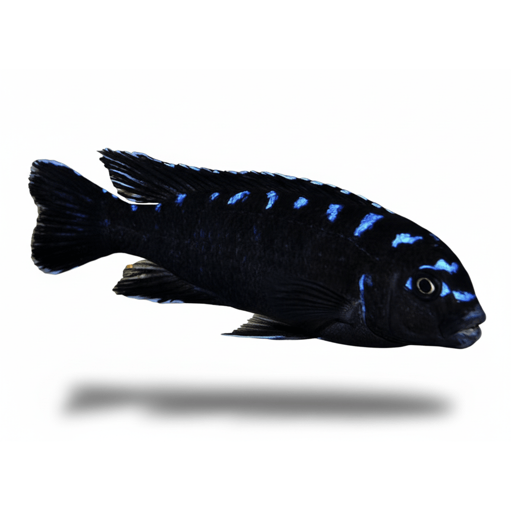 Pseudotropeus Elongatus "Neon Spot" 3-4cm